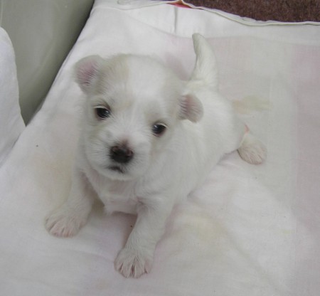 Adoptovaný maltézáček CRISTIAN NAJOBA 22. den 524 g